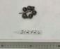 Click for 1 image(s) for this accession. FRUIT